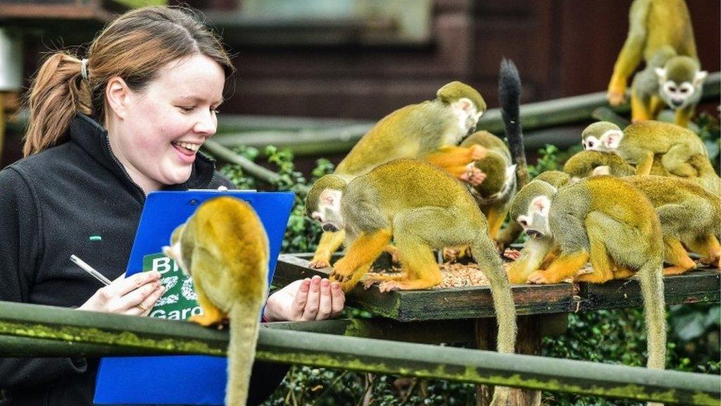 Mammal keeper Olivia Perkins and a troop of squirrel monkeys