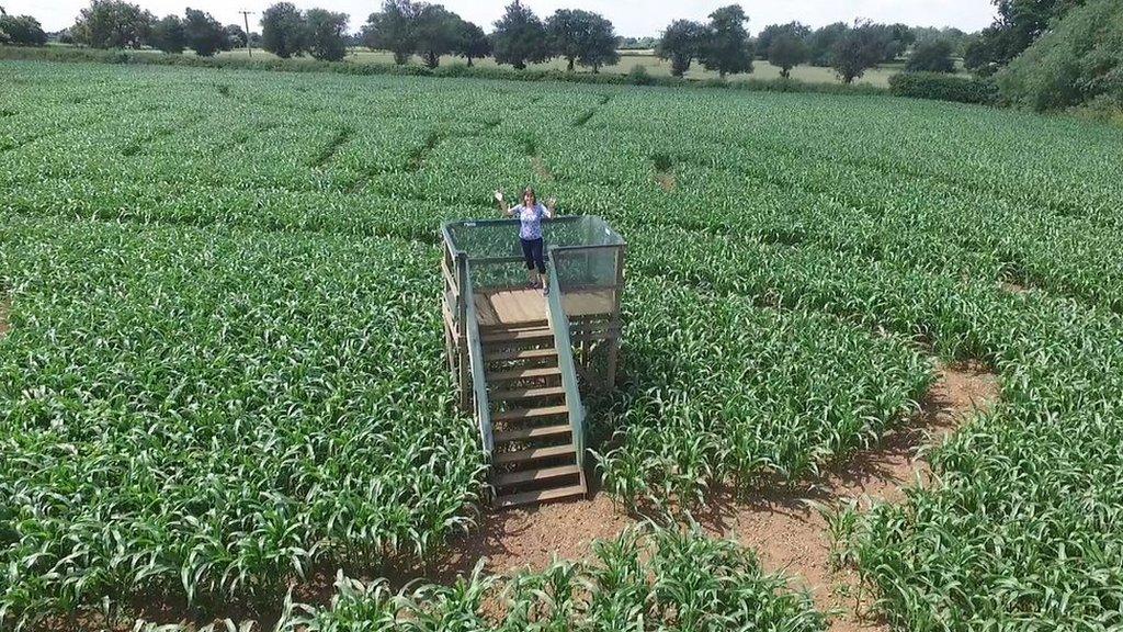 This maze in Leicestershire is 20 times bigger than the one at Hampton Court.