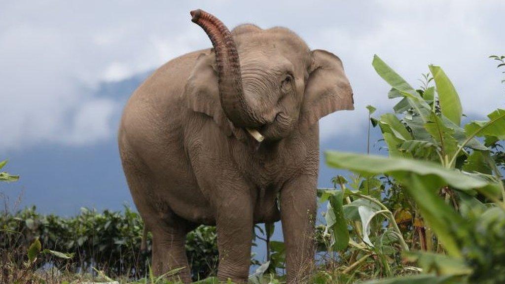 Asian elephant wandering in Yunnan