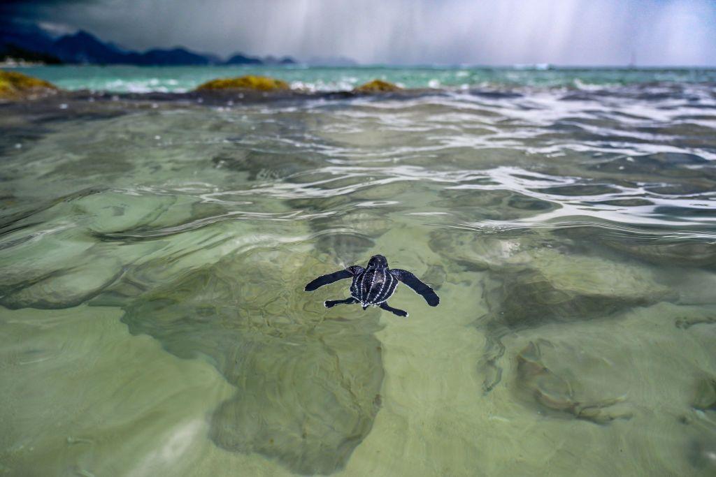 A very small black turtle with white stripes swims on its own through crystal clear waters