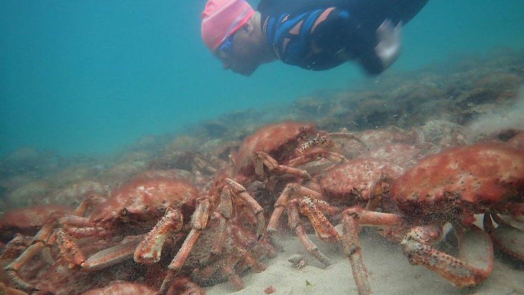 Snorkeler and spider crabs