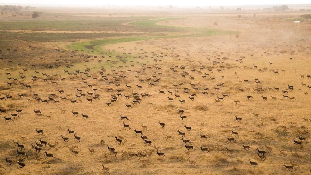 Aerial picture of antelope travelling in one direction