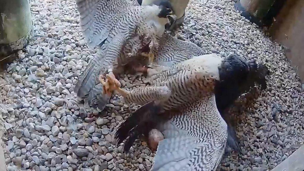 Peregrine falcons fighting in a nest