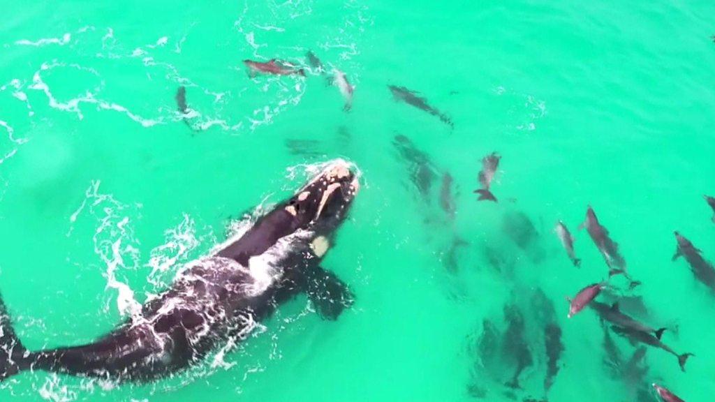 Whale surfing with dolphins