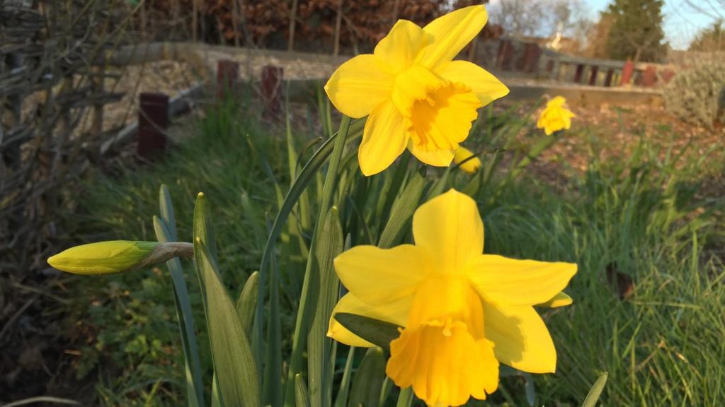 Daffodils in South Wigston