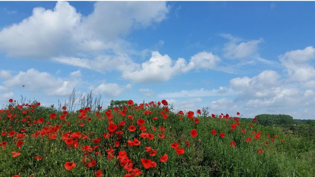 Poppies