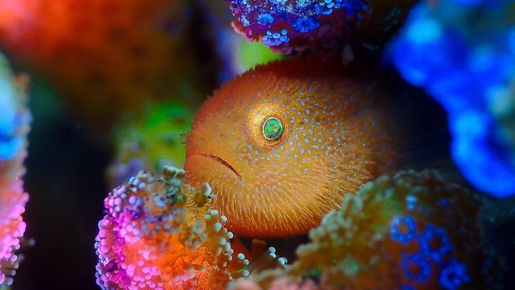 hairy panda goby