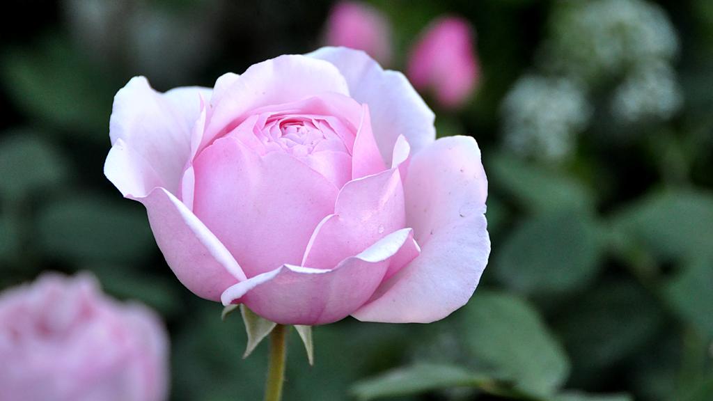 A rose in Diarmuid Gavin's Harrods British Eccentrics garden