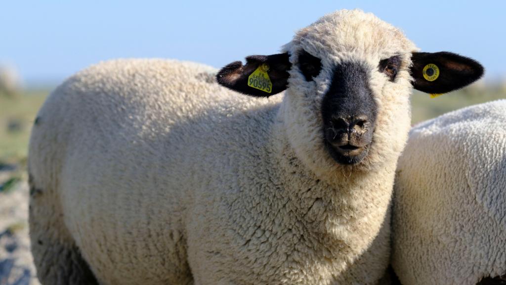 A close up of a Hampshire Down sheep who is looking at the camera and has tags in it's ears.