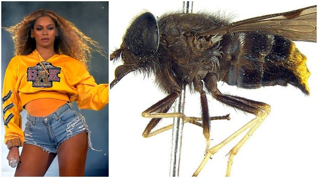 Scaptia-beyonceae-beyonce.