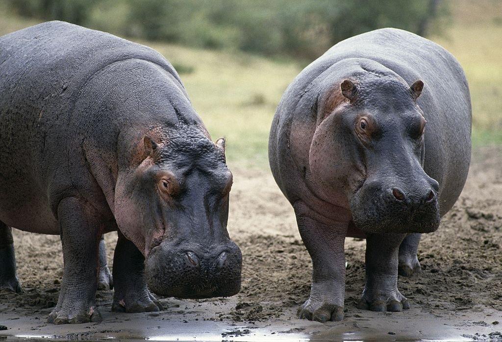 two hippos