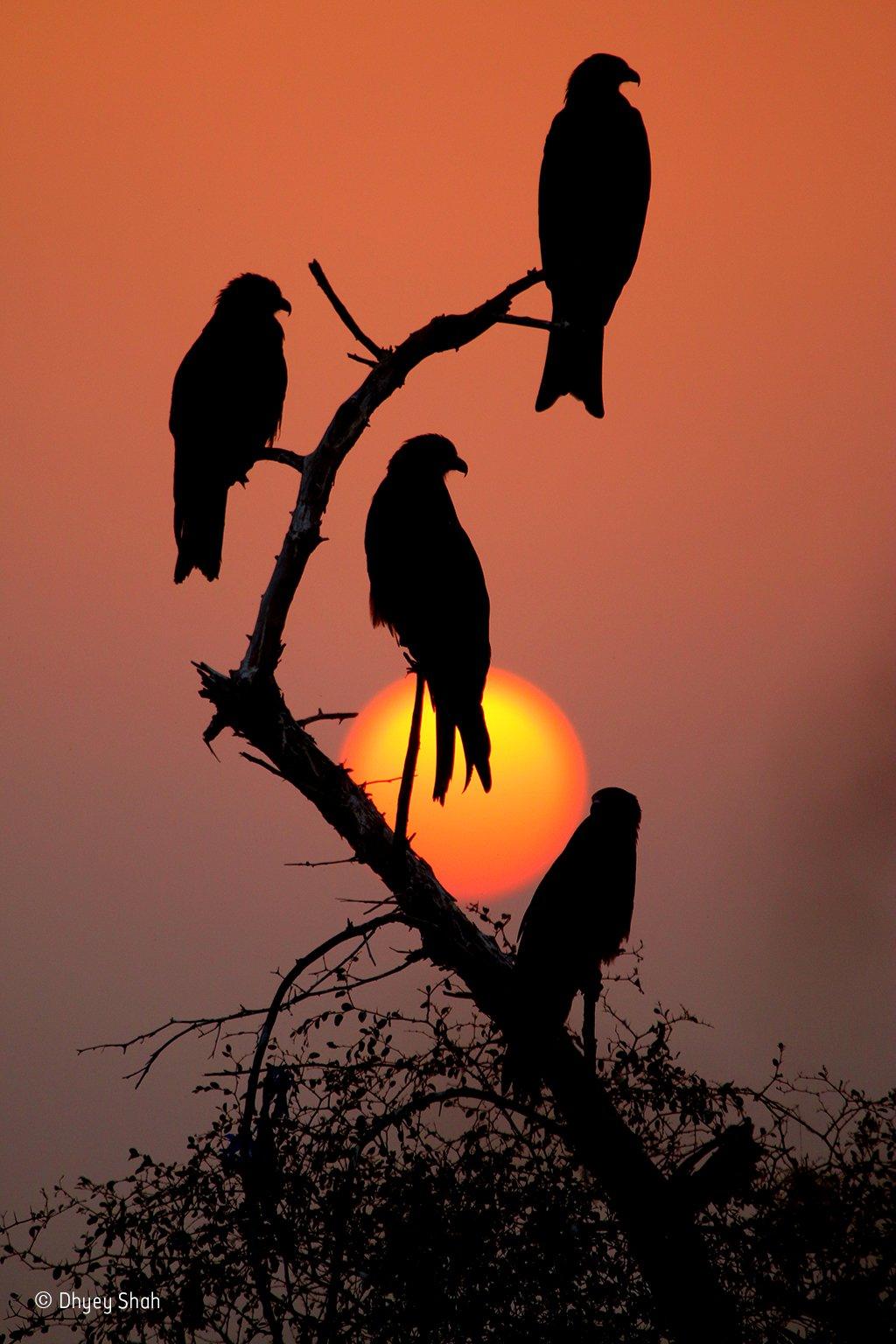 Black kites, red sunset