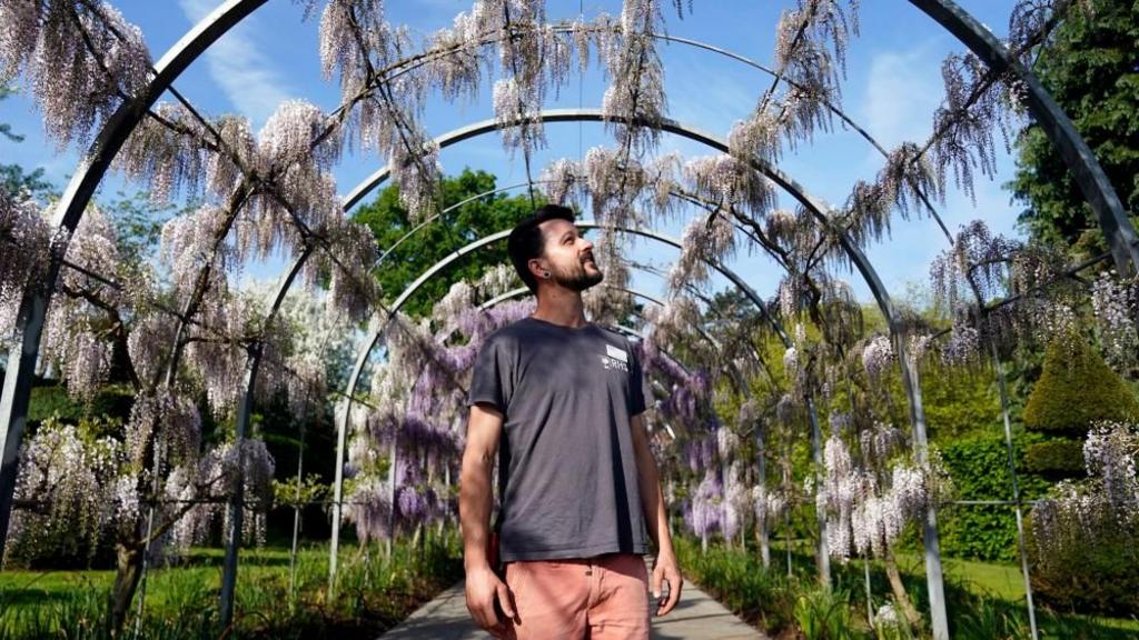 A man looks at the blossoming wisteria along Wisteria Walk at RHS Wisley in Woking, Surrey
