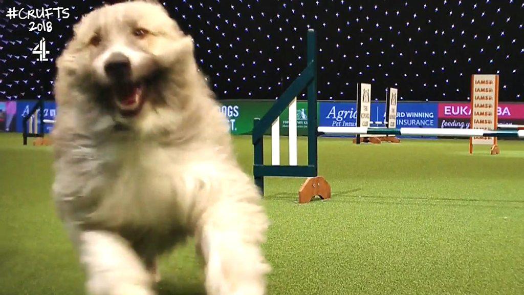 At the famous dog competition Crufts, a cross-breed called Kratu had the crowds in hysterics after deciding he was going to do the assault course his own way.