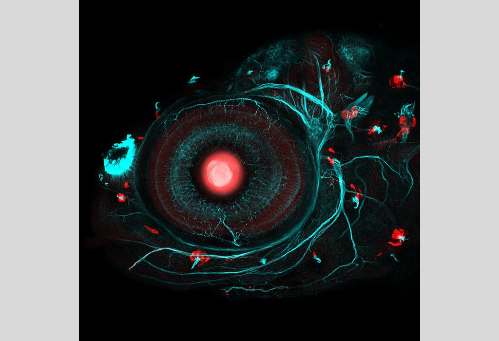 Zebrafish eye and neuromasts