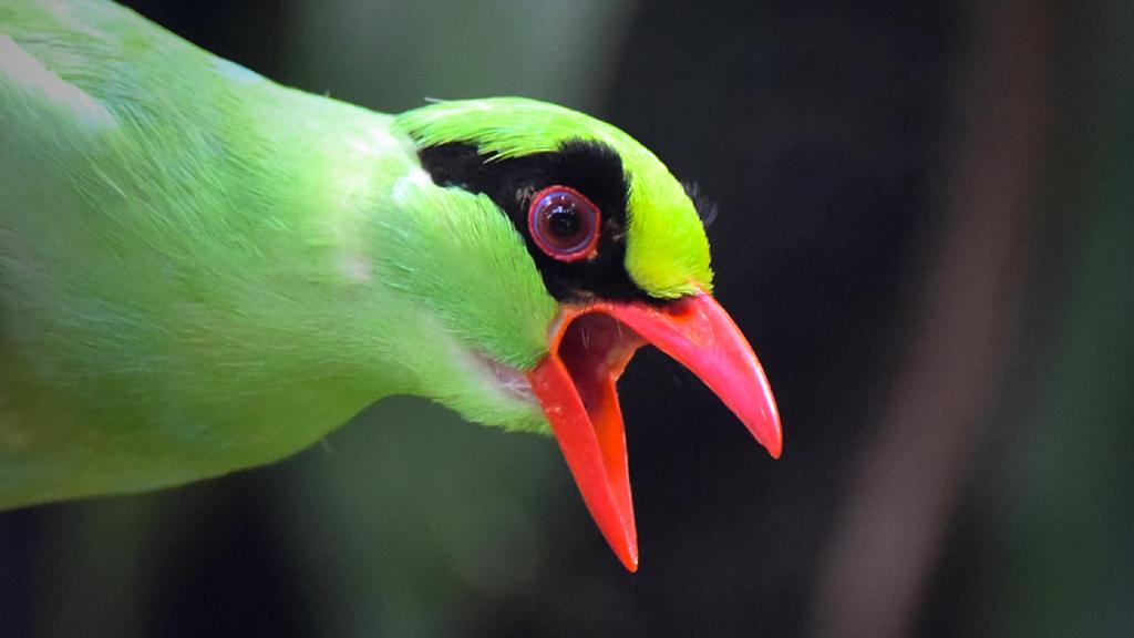 Javan green magpie