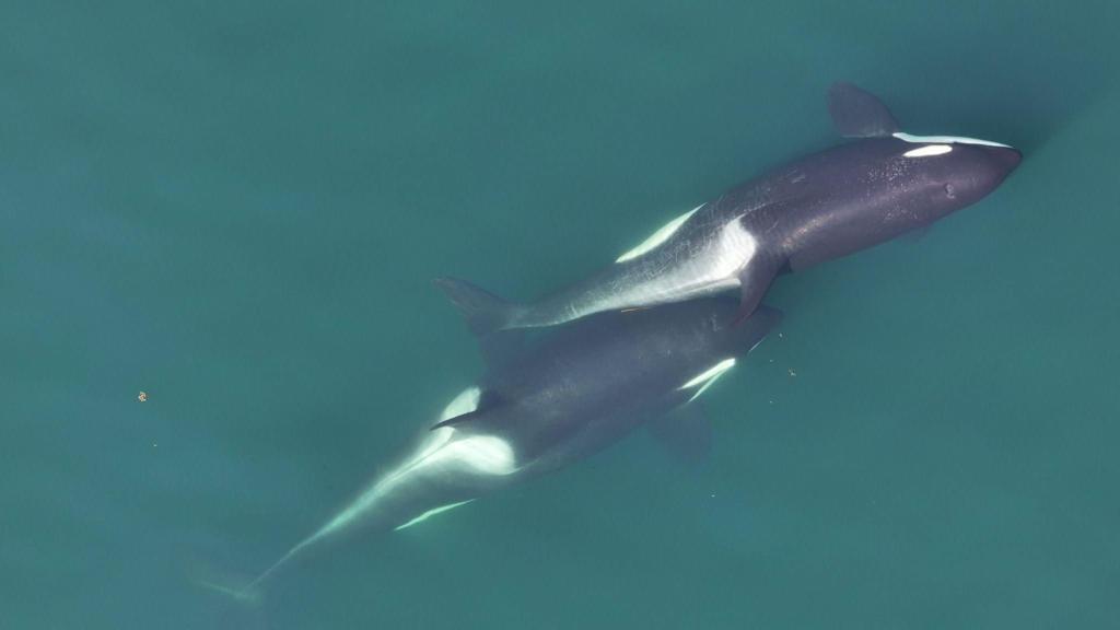 Orcas Use Kelp for Mutual Massage
