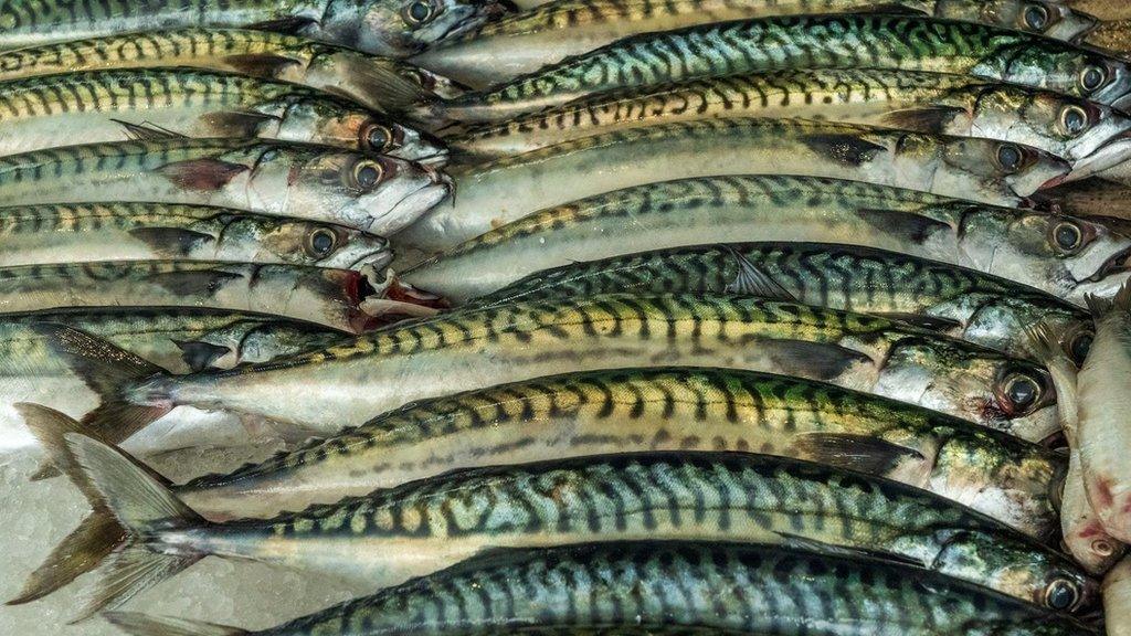 Mackerel