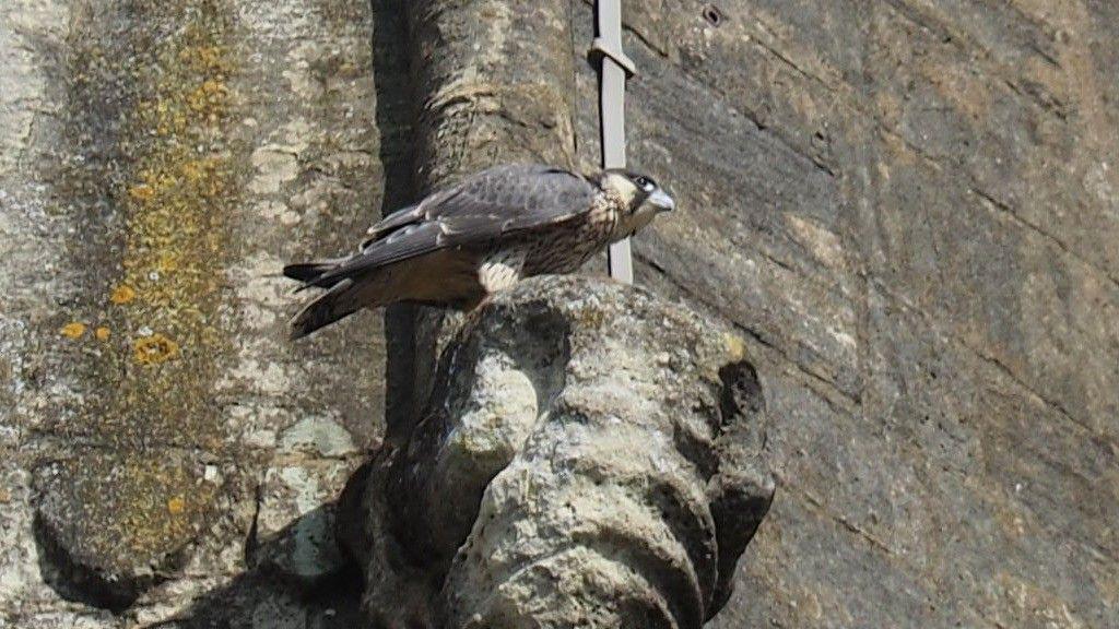 A juvenile peregrine falcon perched on stonework on an old church building
