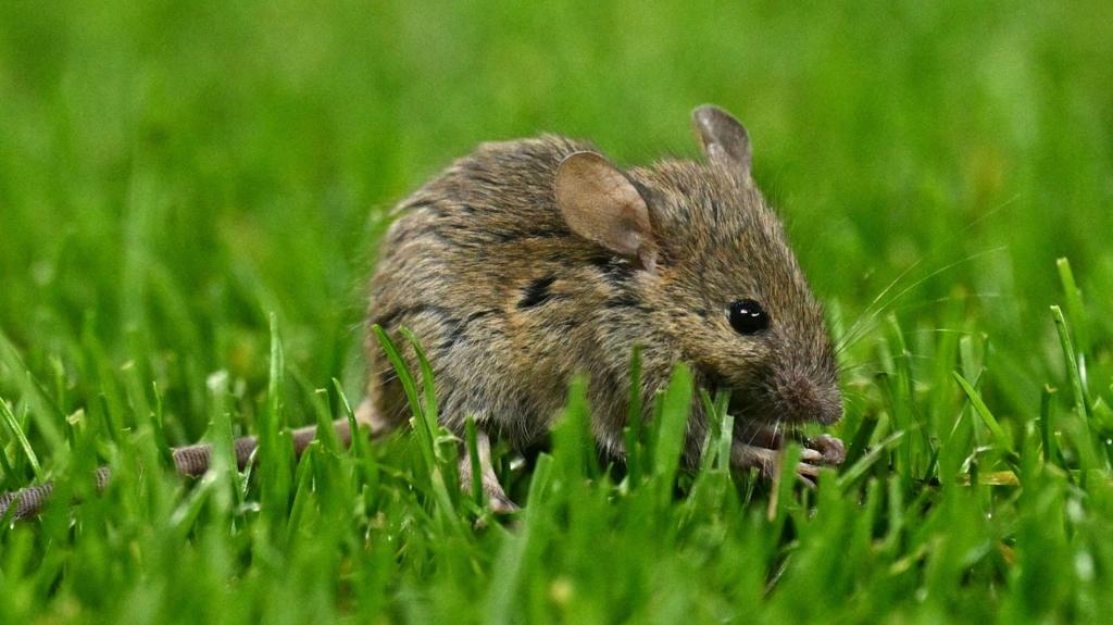 The smallest pitch invader – mouse stops MLS game