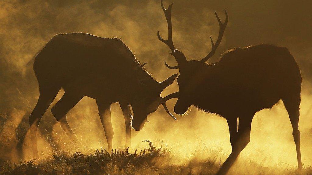 Rutting stags in Richmond Park