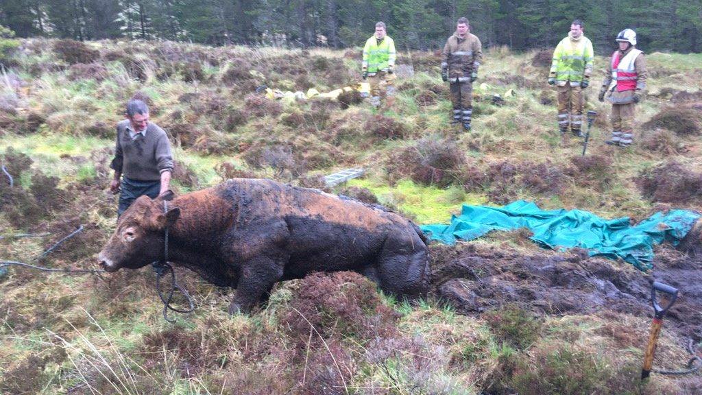 Firefighters rescuing bull