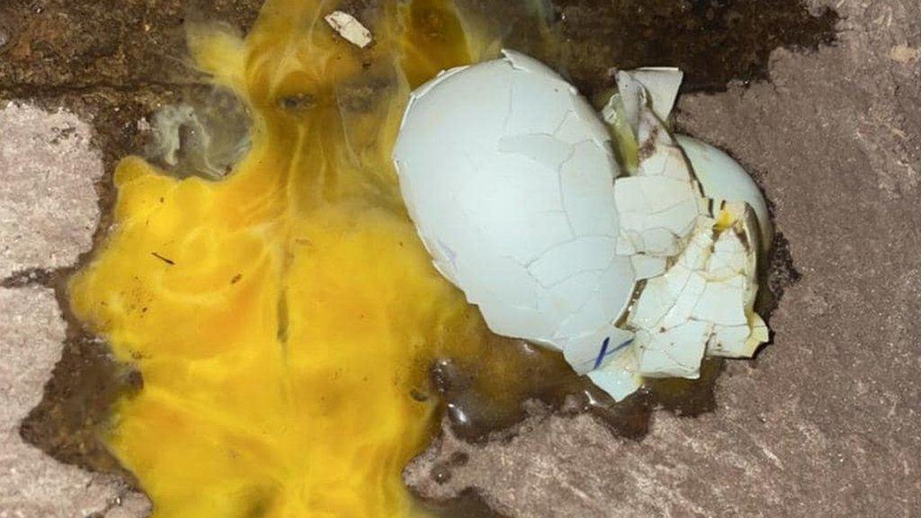 A smashed chicken egg