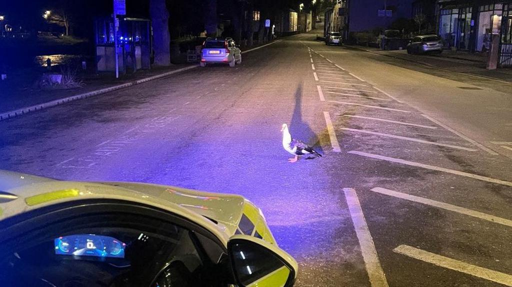 Duck on road in the night staring at blue lights of police car