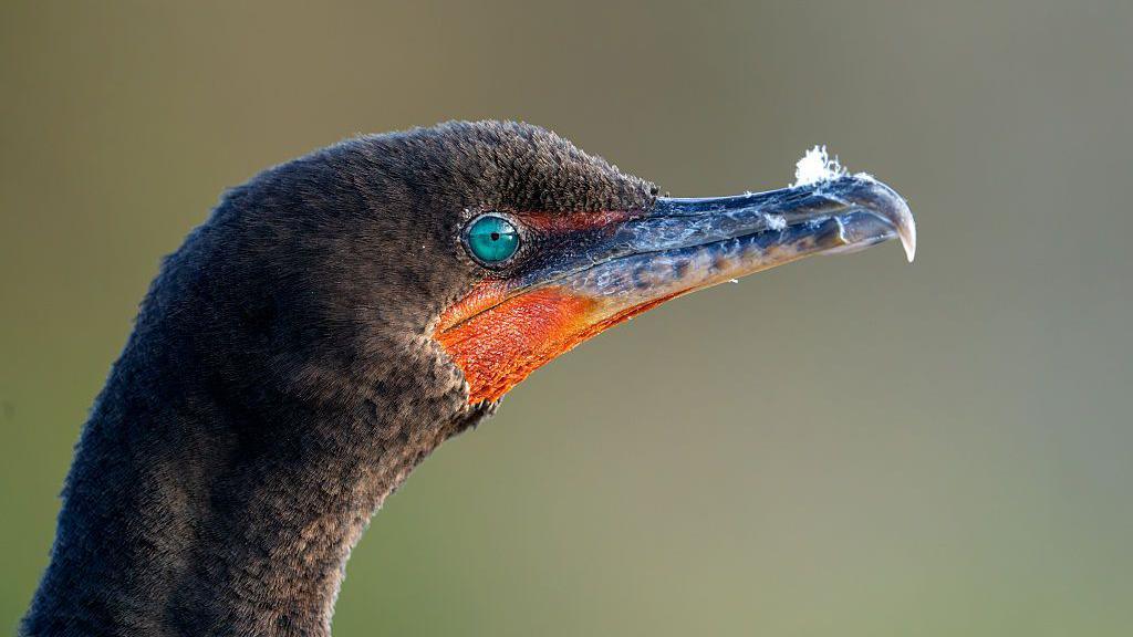 A close-up of a cormorant, with a bright orange-red beak, brown feathers and a beady turquoise eye. A few feathers are stuck to its beak.