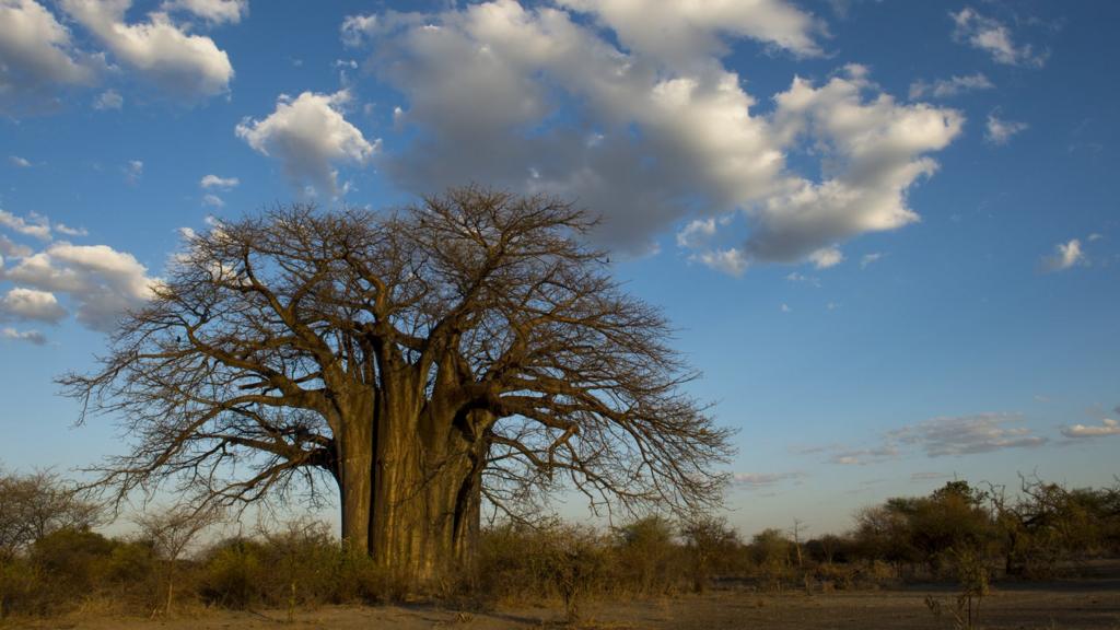 Baobab tree