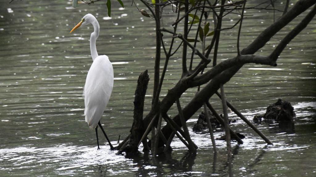 white egret sitting on mangrove tree