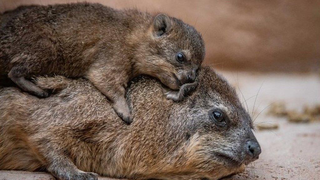 hyrax-pups.