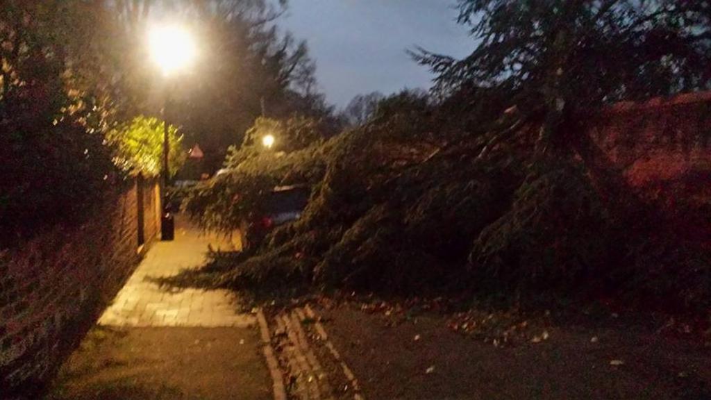 Fallen tree