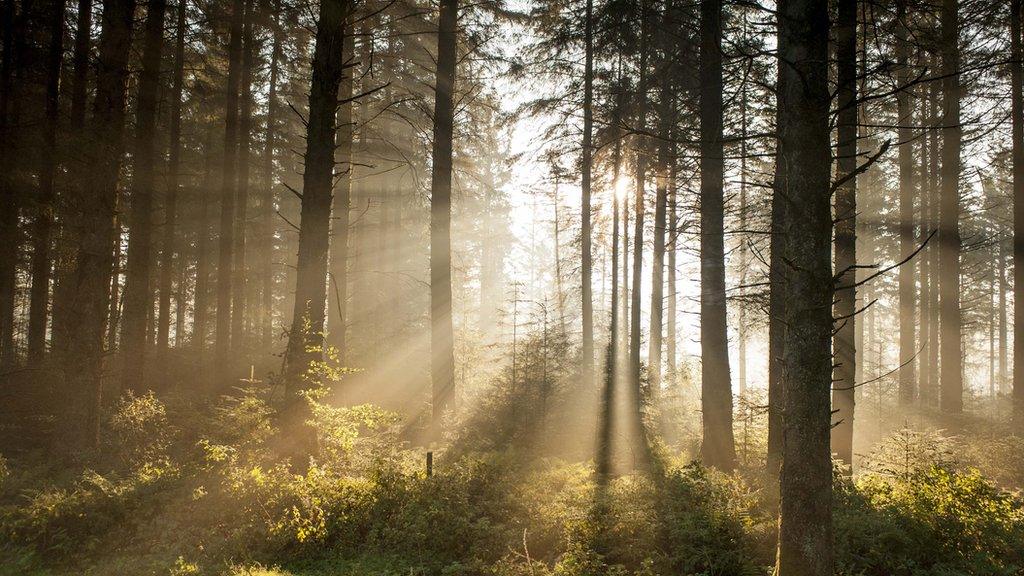 Bellever Woods, Devon