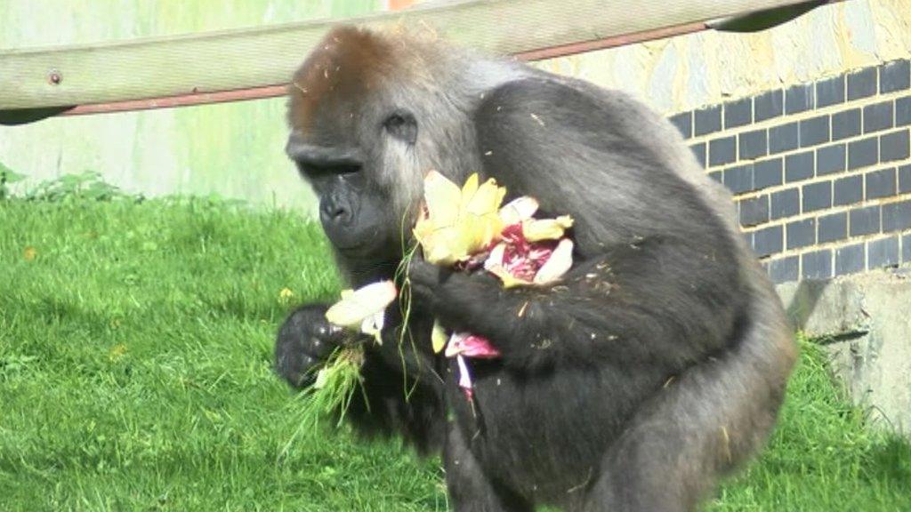 Animal feeding time at Port Lympne Reserve in Kent