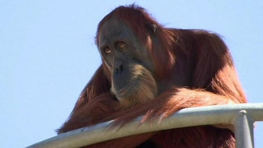 Cranky' 60-year-old Sumatran orangutan is world's oldest - BBC
