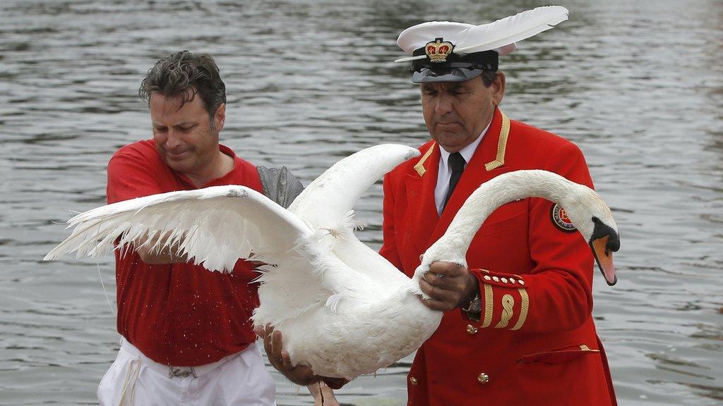 David Barber, the Queens Swan Marker, lifts a swan ashore during the annual Swan Upping census along the river Thames,