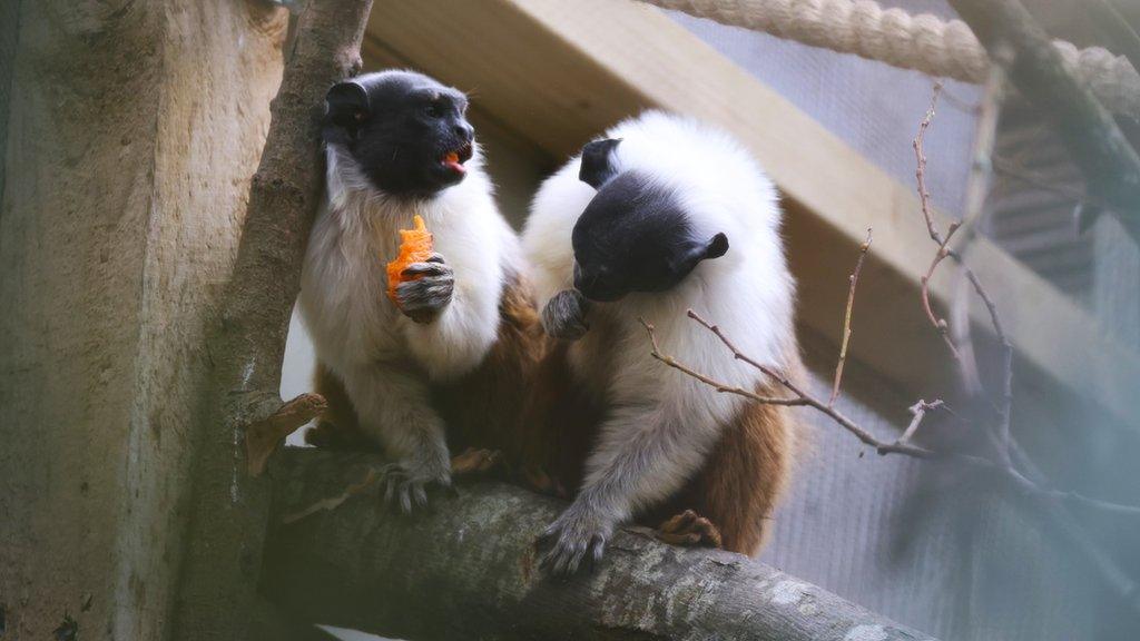 Close up of the pied tamarins