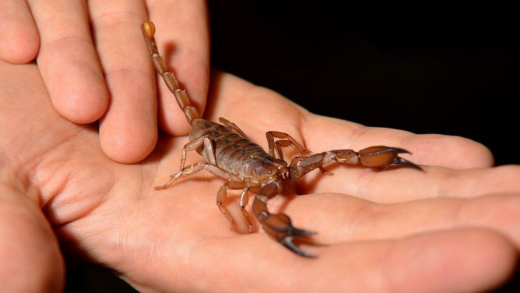 Picture of a scorpion being shown in Australia