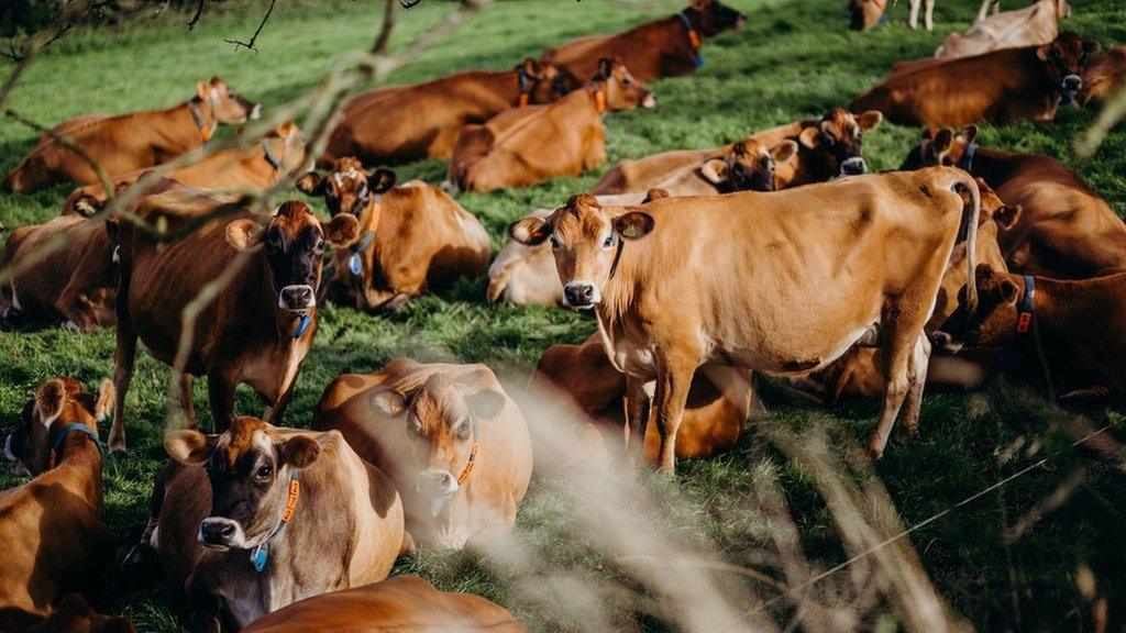 Jersey cows