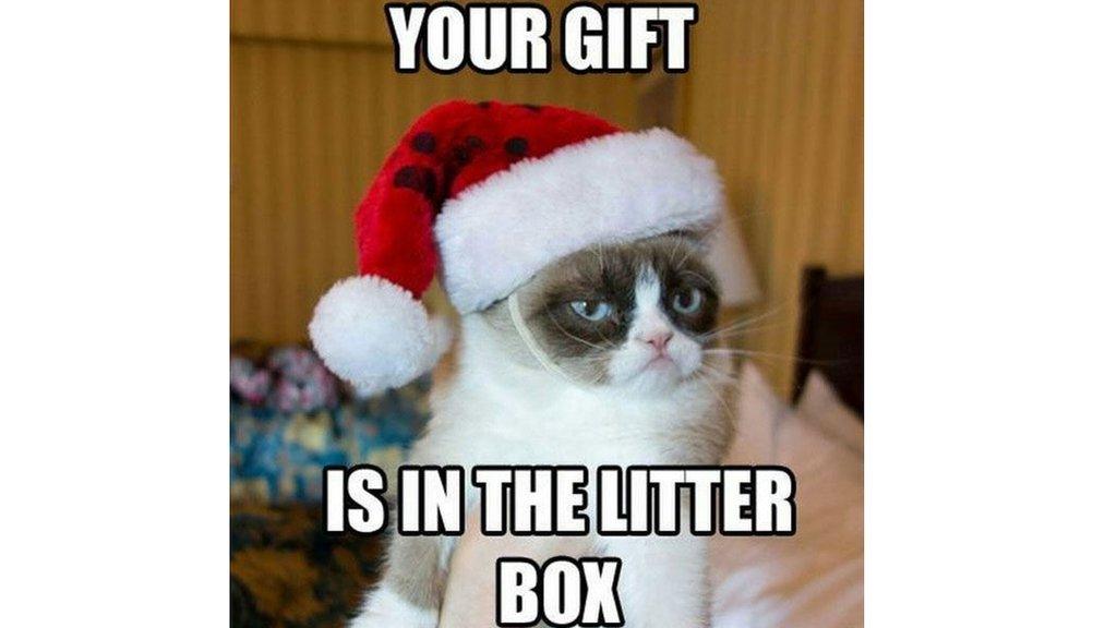 grumpy cat.