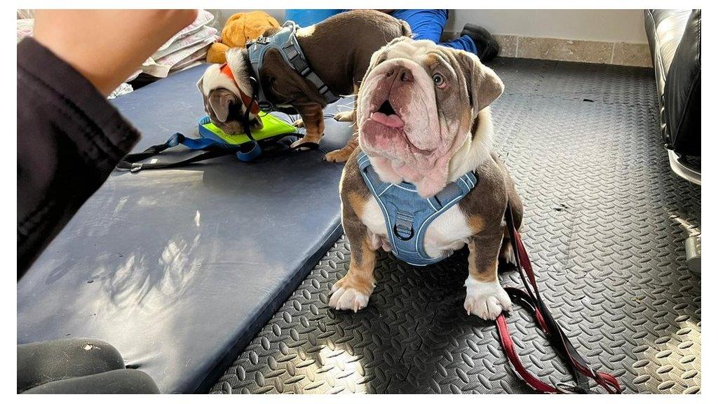 A dog learning to sit