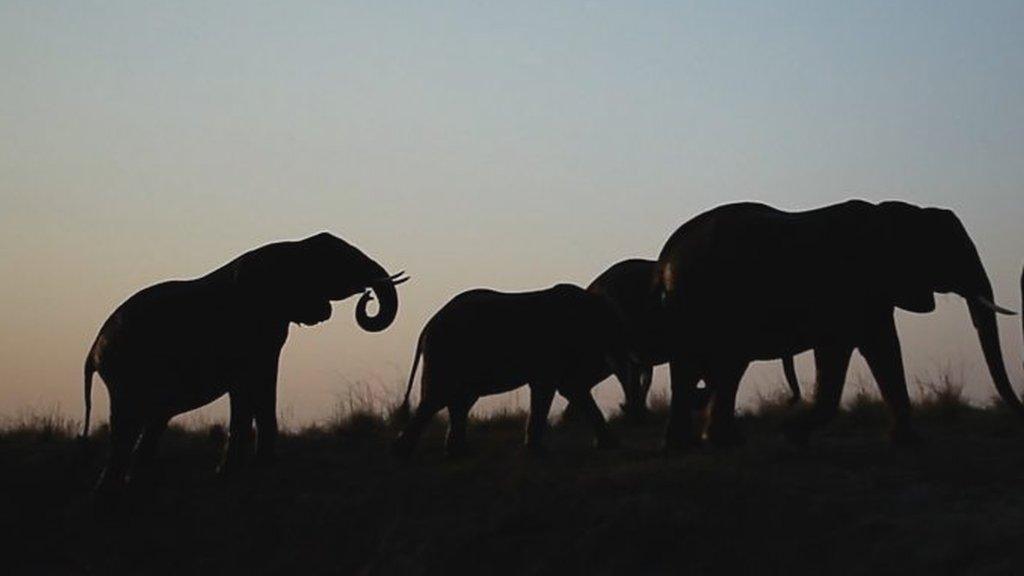 Elephants at sunset