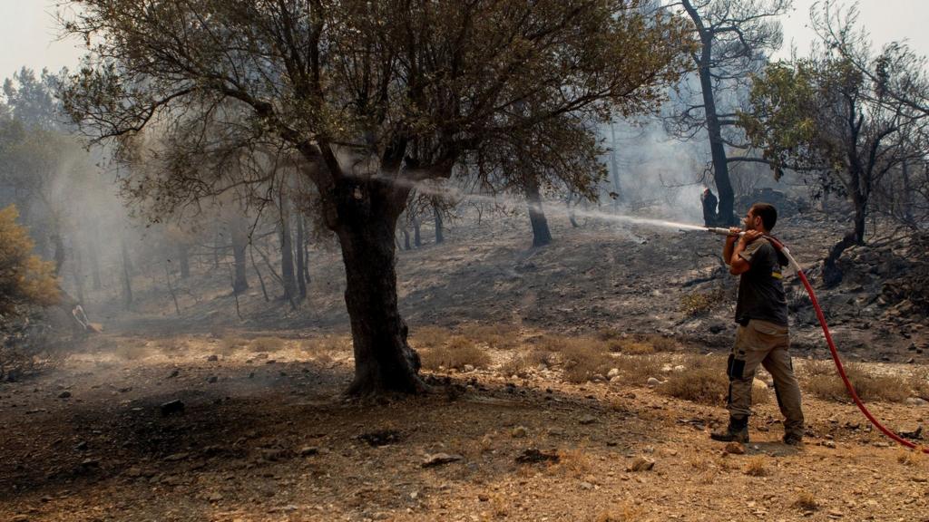 Firefighter hoses a tree