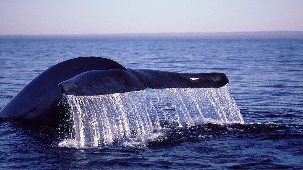 blue whale diving after surfacing in the Sea of Cortez