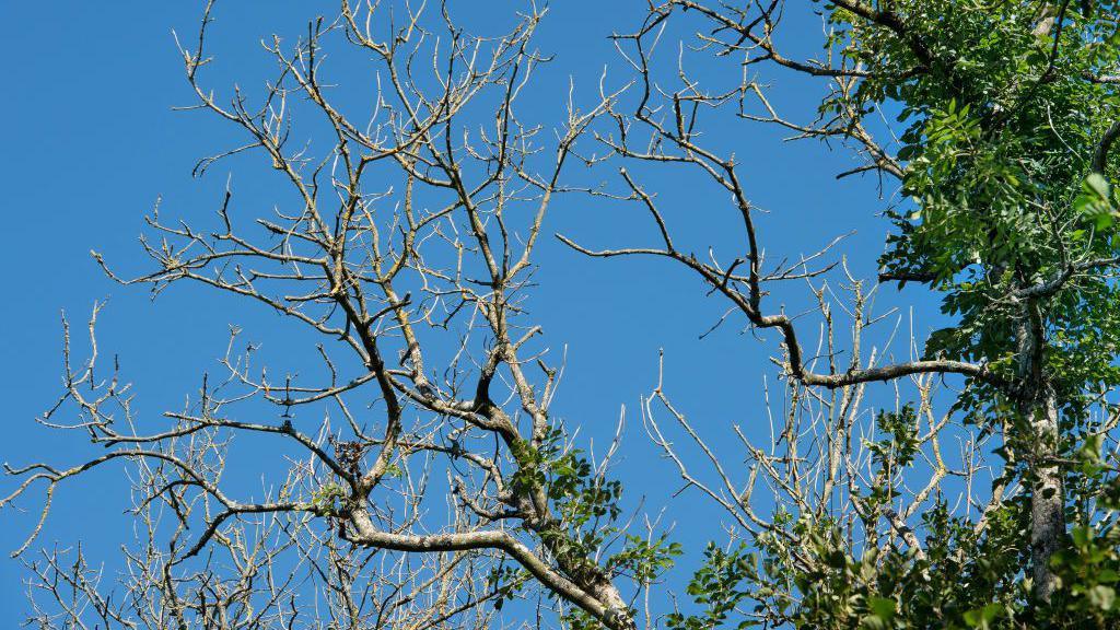 A tree is infected with elm disease. There is green leaves on the branches of the tree, and blue sky in the background. 