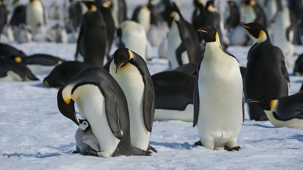 emperor penguins in Antarctica 