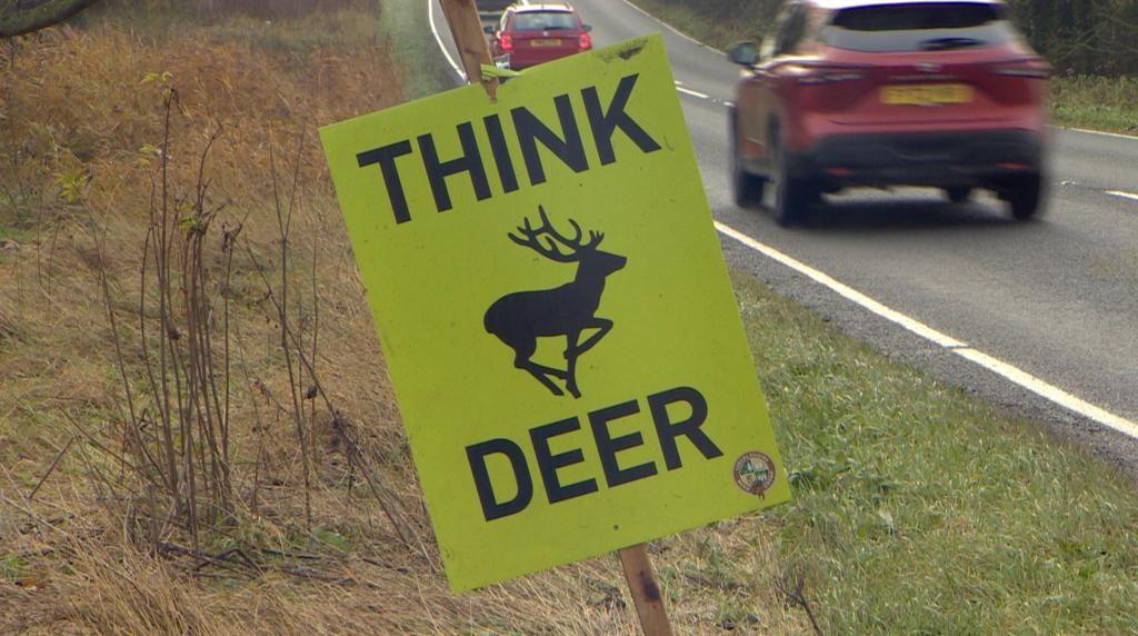 Yellow sign saying "Think Deer"