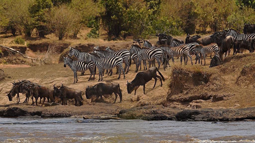 zebra and wildebeest crossing a river