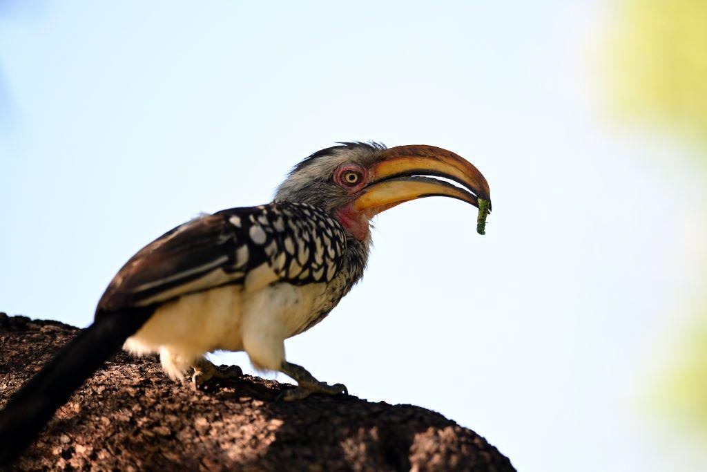 A bird stands on a rock, holding an insect in its bill.